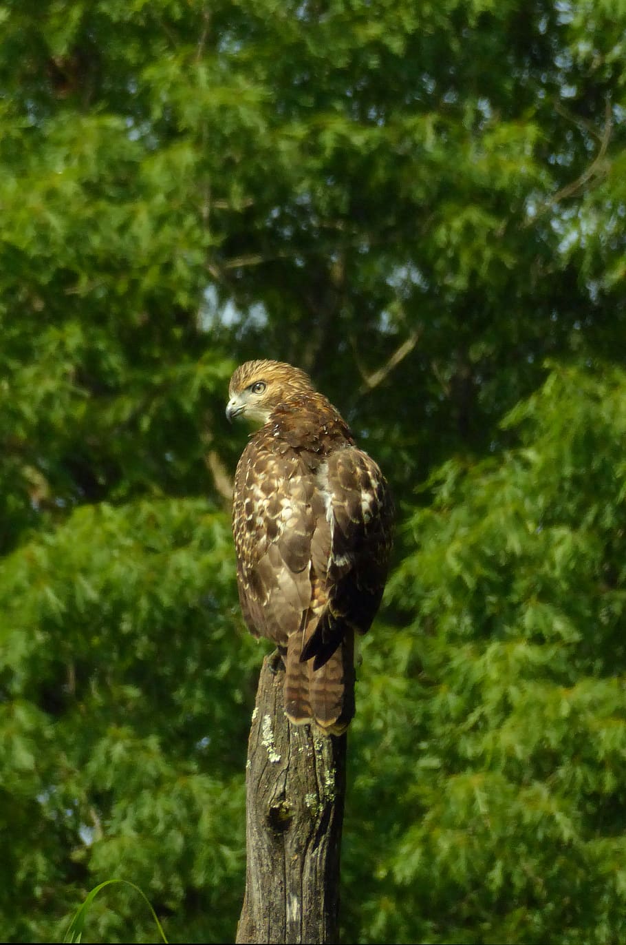 hawk, summer, perch, gaze, sharp, bird, keen, copper, animal themes HD wallpaper