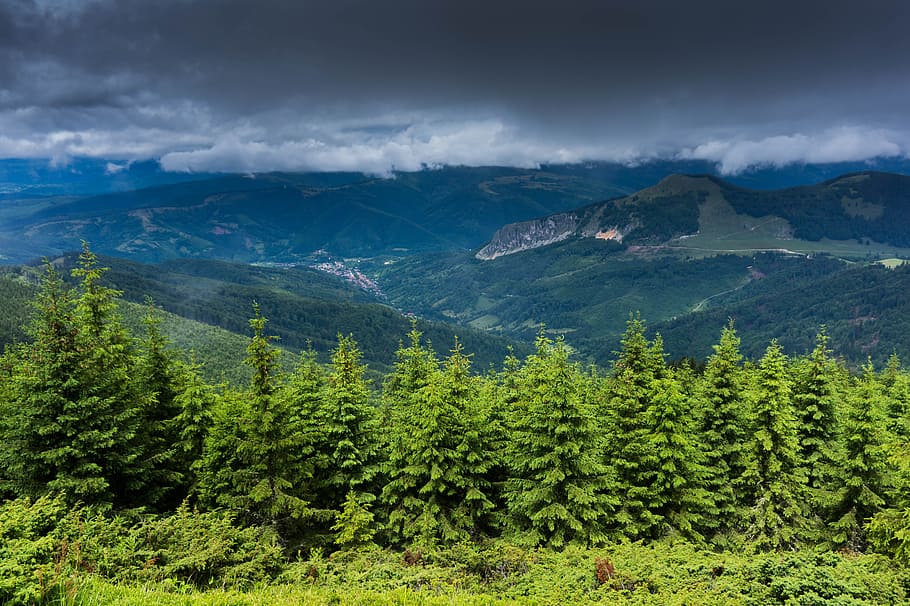 Trees Near Mountains, daylight, environment, forest, landscape HD wallpaper