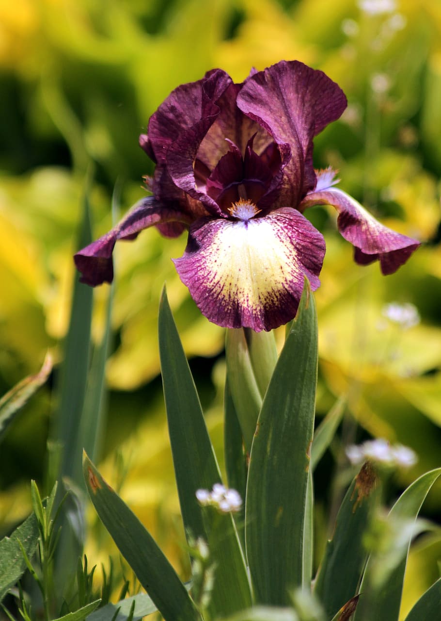 Iris Flower Garden - Free photo on Pixabay - Pixabay