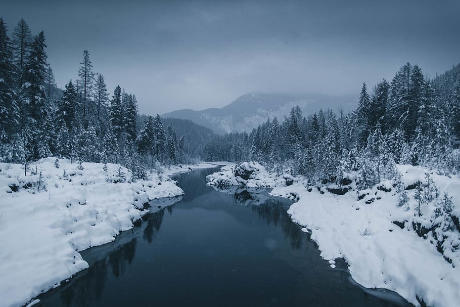 river surrounded by snow covered field with pine trees, winter HD wallpaper