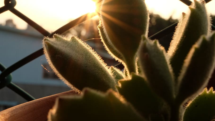 taiwan, taipei, growth, close-up, plant, nature, succulent plant HD wallpaper