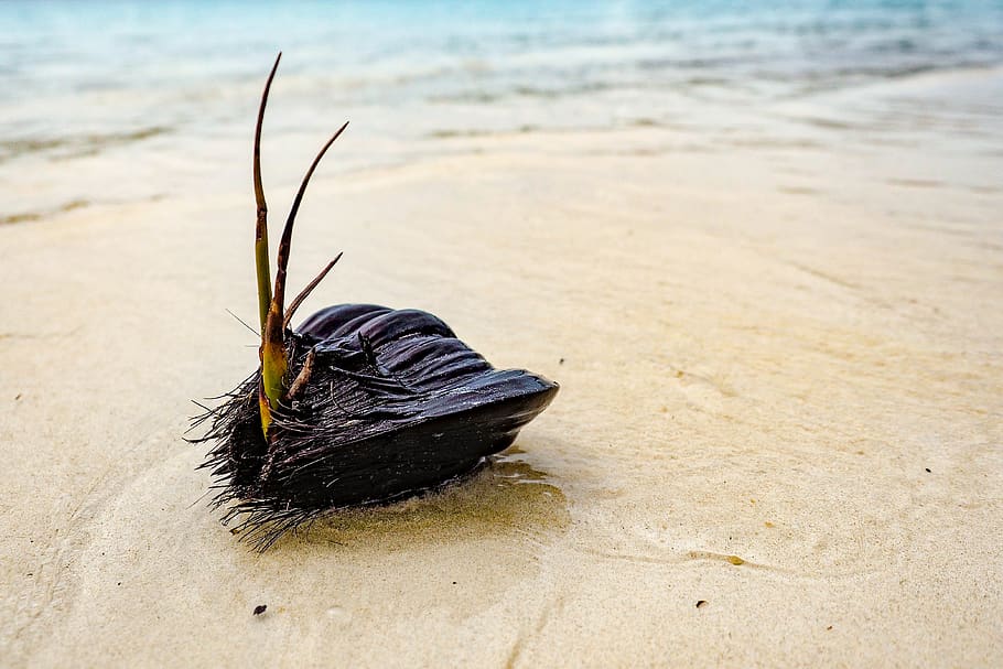 coconut husk on seashore, invertebrate, insect, animal, sand HD wallpaper