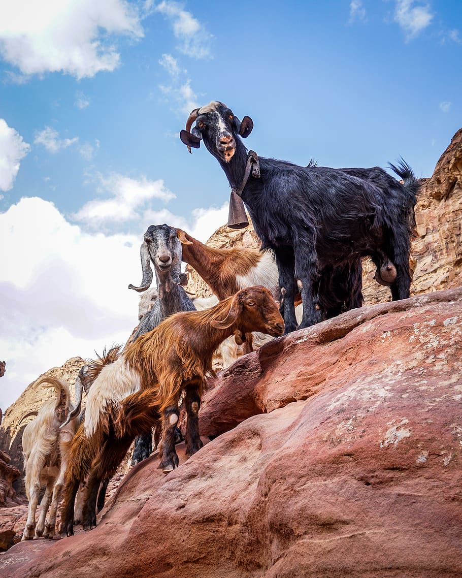 mountain goats, mammal, animal themes, domestic animals, group of animals HD wallpaper