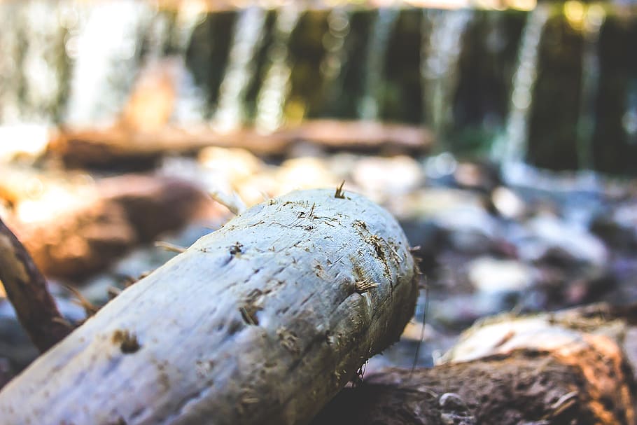 trees, forest, lake, river, nature, pine, pini, tronco, wood HD wallpaper