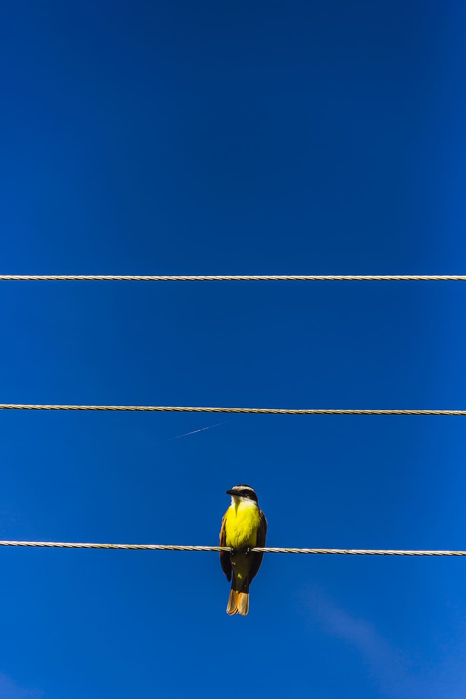 colombia, boyaca, sky, skyscraper, bird, cable, yellow, blue HD wallpaper