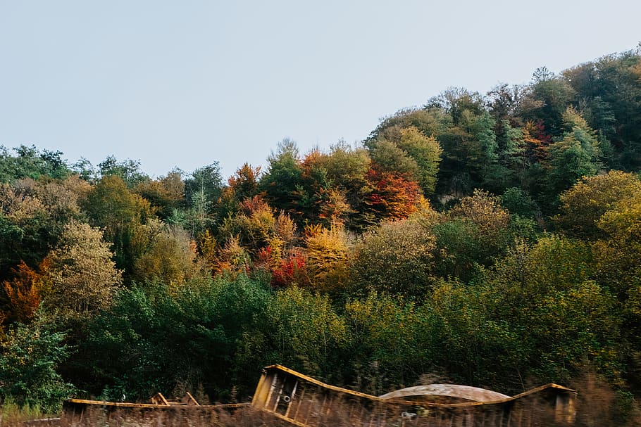 trees, autumn, green, red, yellow, yellow trees, red trees HD wallpaper