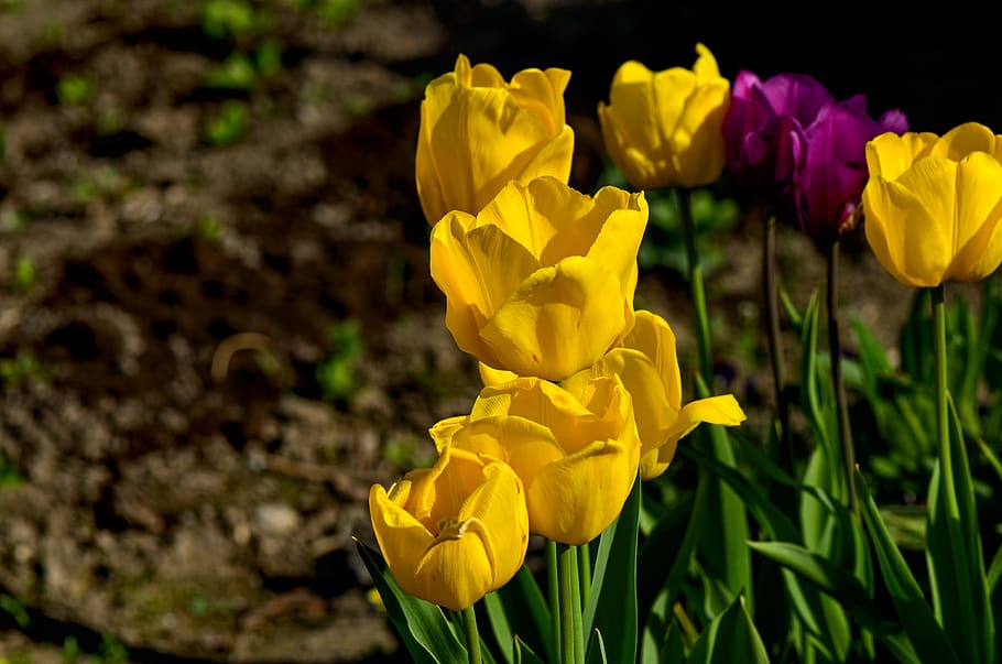 tulips, yellow, spring, flowers, fresh, garden, flowering plant HD wallpaper