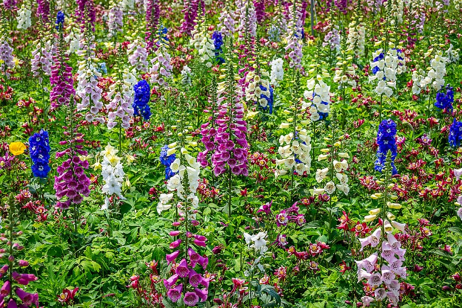 flowers, spring, nature, plants, garden, flora, flower garden HD wallpaper