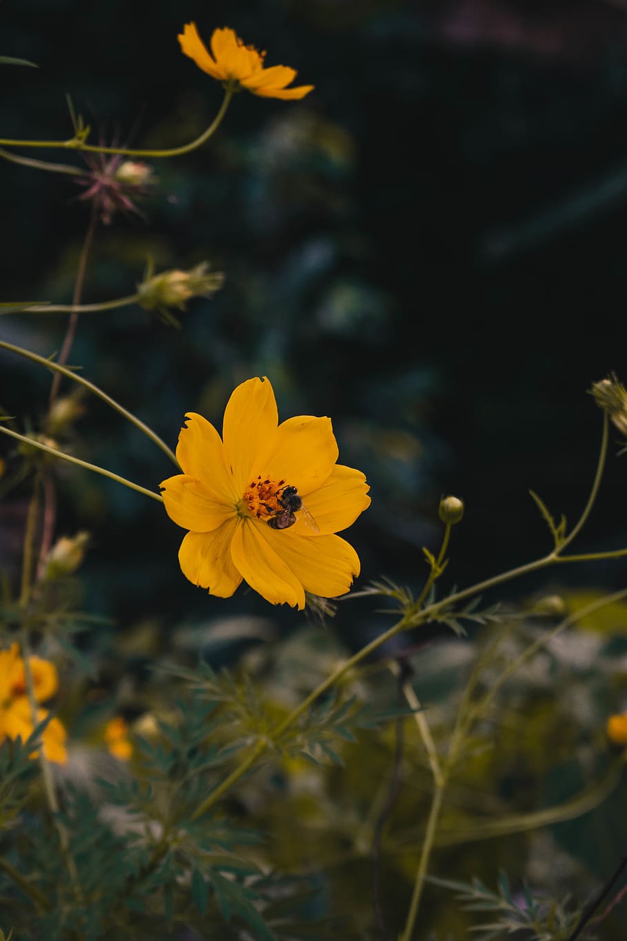 nature, flowers, bee, bees, forest, backyard, flowering plant HD wallpaper