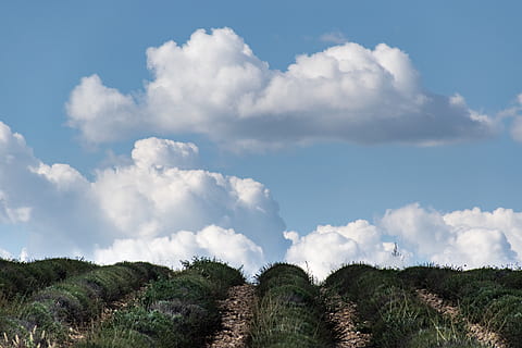 uphill, lavender, clouds, blue sky, landscape, valensole, france HD wallpaper