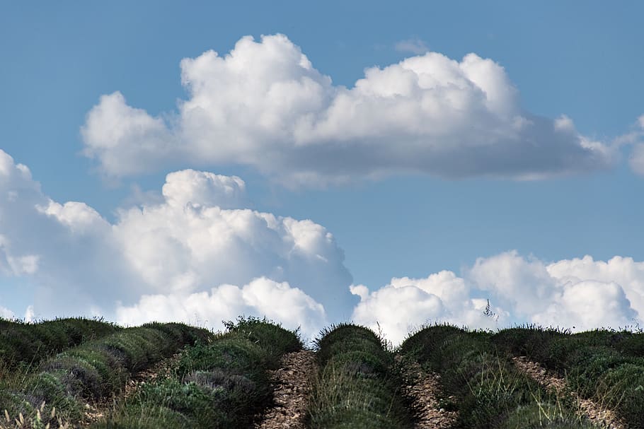 uphill, lavender, clouds, blue sky, landscape, valensole, france HD wallpaper