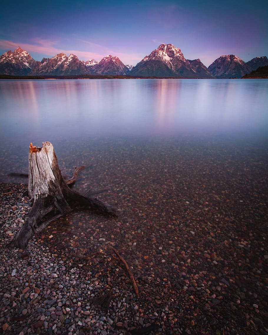 brown bare tree near body of water, scenics - nature, tranquil scene HD wallpaper