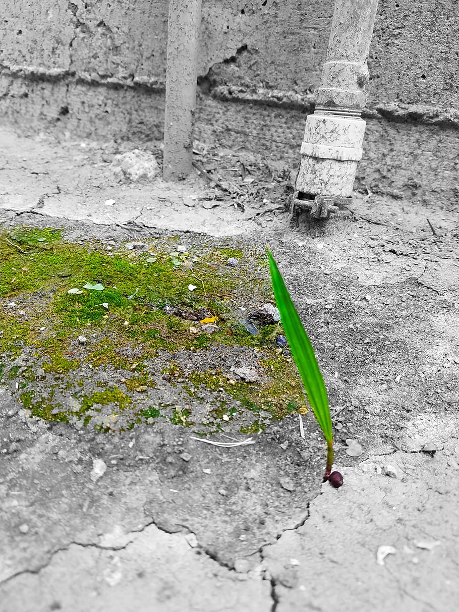 ground, soil, nature, leaf, moss, grass, life, green, gray HD wallpaper