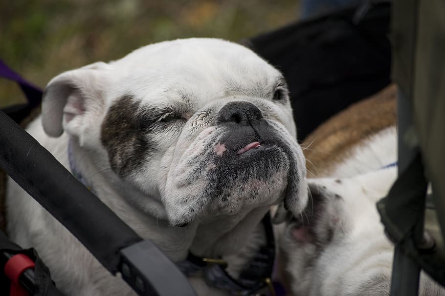 adult white and black bull dog, pet, bulldog, animal, canine, HD wallpaper