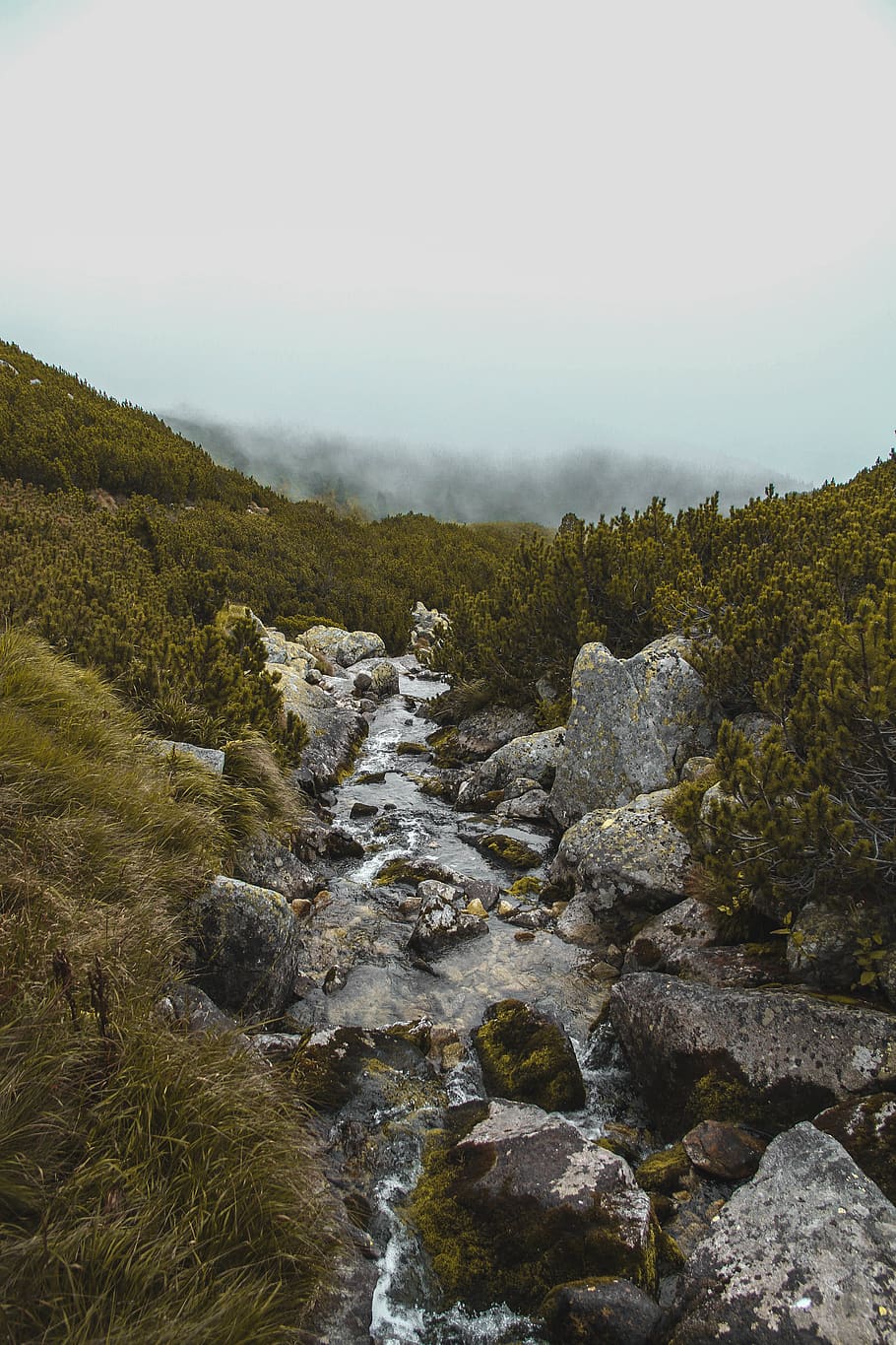 green leafed trees, stream, creek, water, outdoors, rock, grey HD wallpaper