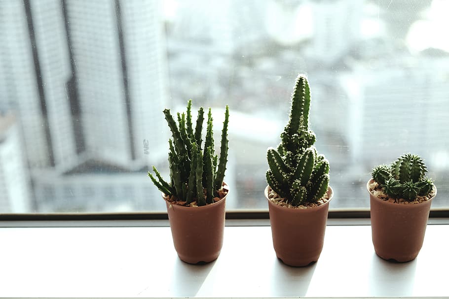 trees, cactus, plant, potted plant, growth, no people, nature HD wallpaper