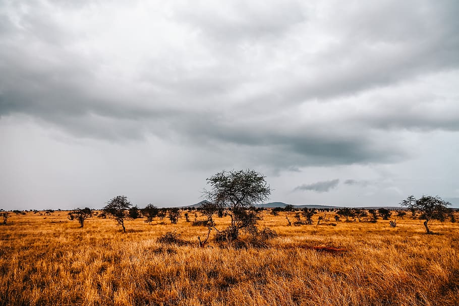 Landmark Photography of Trees, clouds, countryside, daylight HD wallpaper