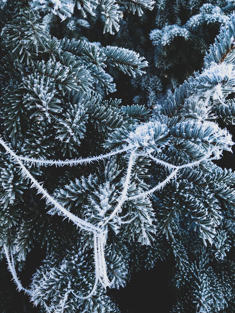 slovenia, winter, backgr, tree, ivy, cold temperature, plant HD wallpaper