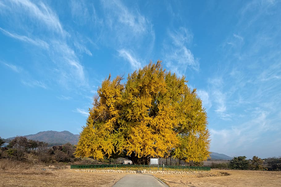 ginkgo, autumn, half a world away, wood, gold, tree, aurumn, HD wallpaper