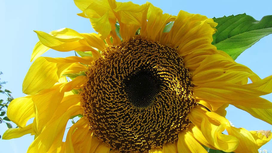 sunflower, yellow, bloom, summer, blossom, flowering plant HD wallpaper