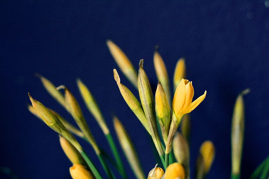 daffodils, osterglocken, easter, spring, yellow, narcissus HD wallpaper