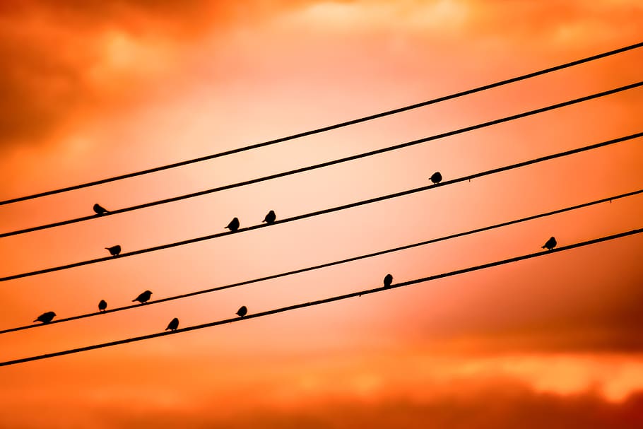 birds on a wire, sunset, sky, clouds, evening, dusk, orange HD wallpaper