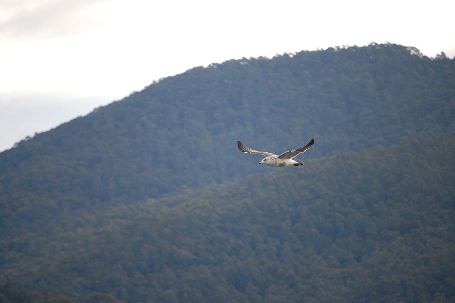 australia, tasmania, animal themes, animals in the wild, animal wildlife HD wallpaper