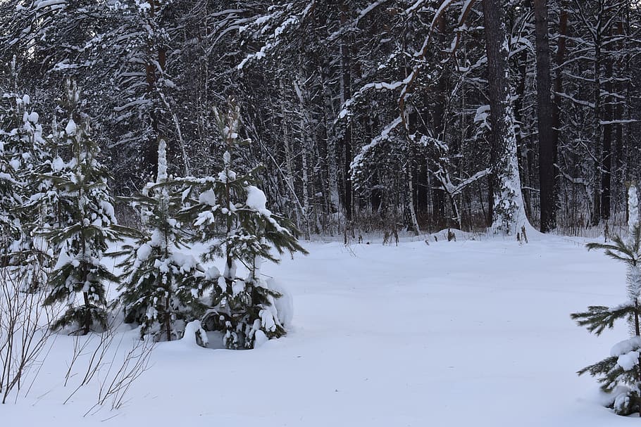 winter, snow, forest, pine, siberia, frost, cold, nature, landscape HD wallpaper