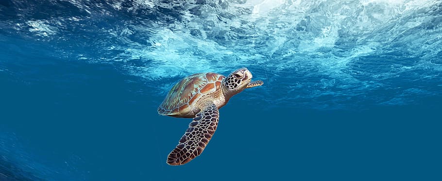 turtle, sea, underwater, ocean, wildlife, animal, marine, swimming, HD wallpaper