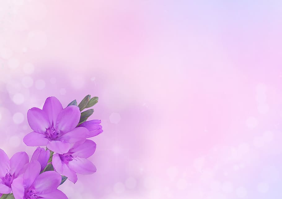 HD wallpaper: background image, flower, flowers, purple, pink, greeting  card | Wallpaper Flare