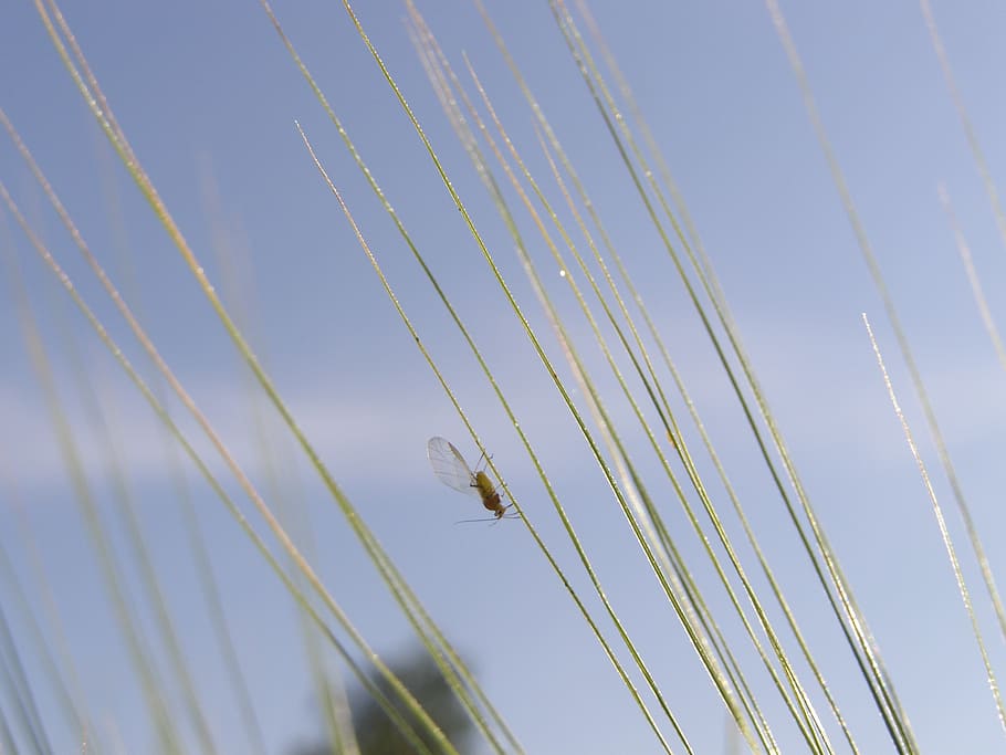 fly, grass, nature, plant, insect, close up, landscape, meadow HD wallpaper