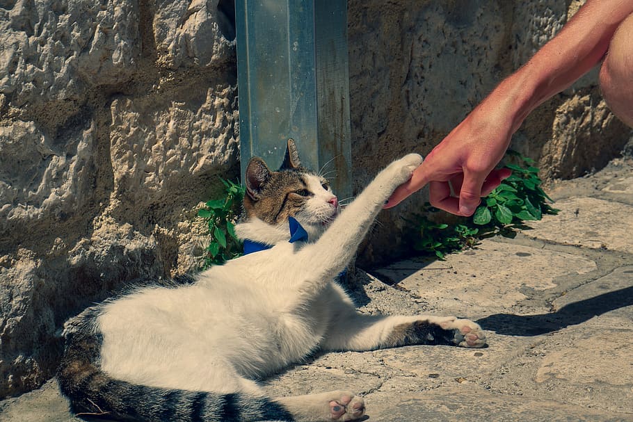 cat, paw, hand, cute, animals, mammals, domesticated, playful HD wallpaper