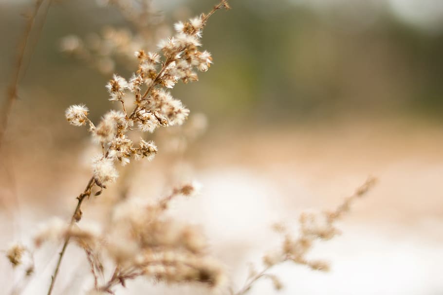 plant, fall, nature, flora, sunny, meadow, yellow, brown, field HD wallpaper