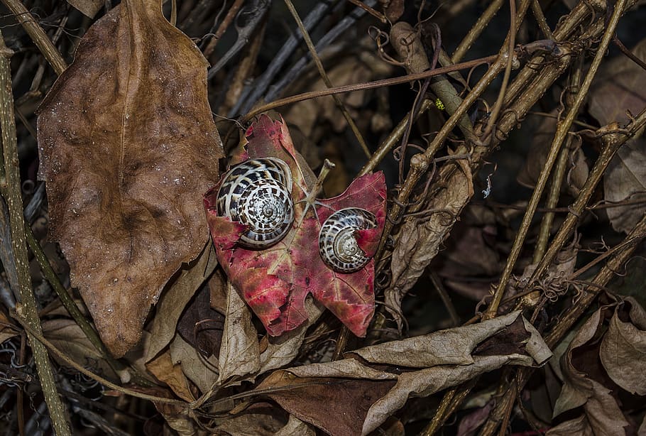 snails, leaves, nature, forest, autumn, shell, plant part, leaf HD wallpaper