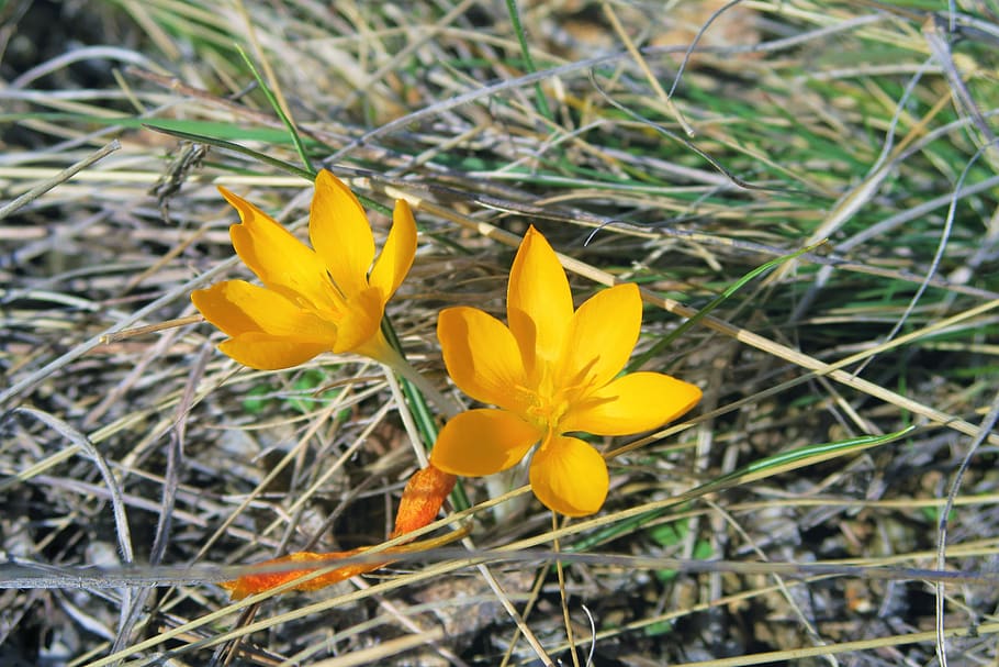 crocus, nature, spring, flower, plant, yellow, flowering plant HD wallpaper
