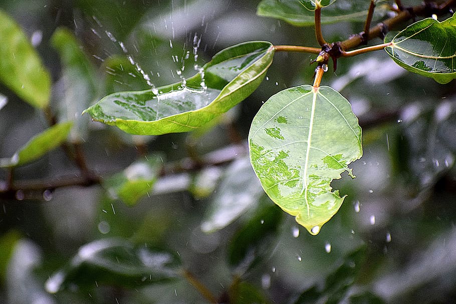wet, rainy, droplets, water, leaf, nature, green, day, window, HD wallpaper