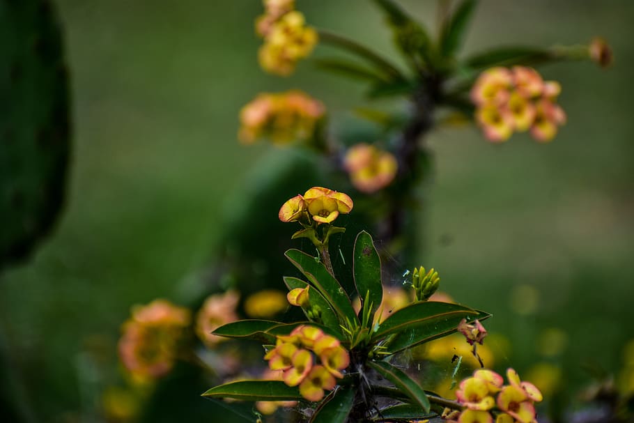 flower, small, yellow, garden, plant, flowering plant, growth HD wallpaper