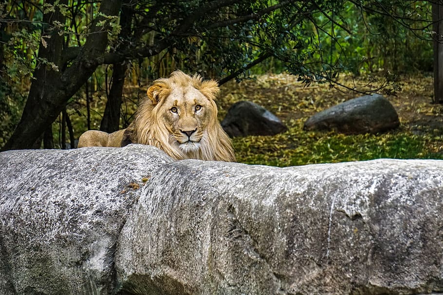 lion, mane, predator, animal, big cat, wild animal, africa HD wallpaper