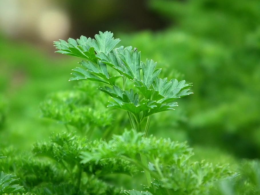 Green Leaf Plants, blur, blurry, close-up, focus, growth, herb HD wallpaper