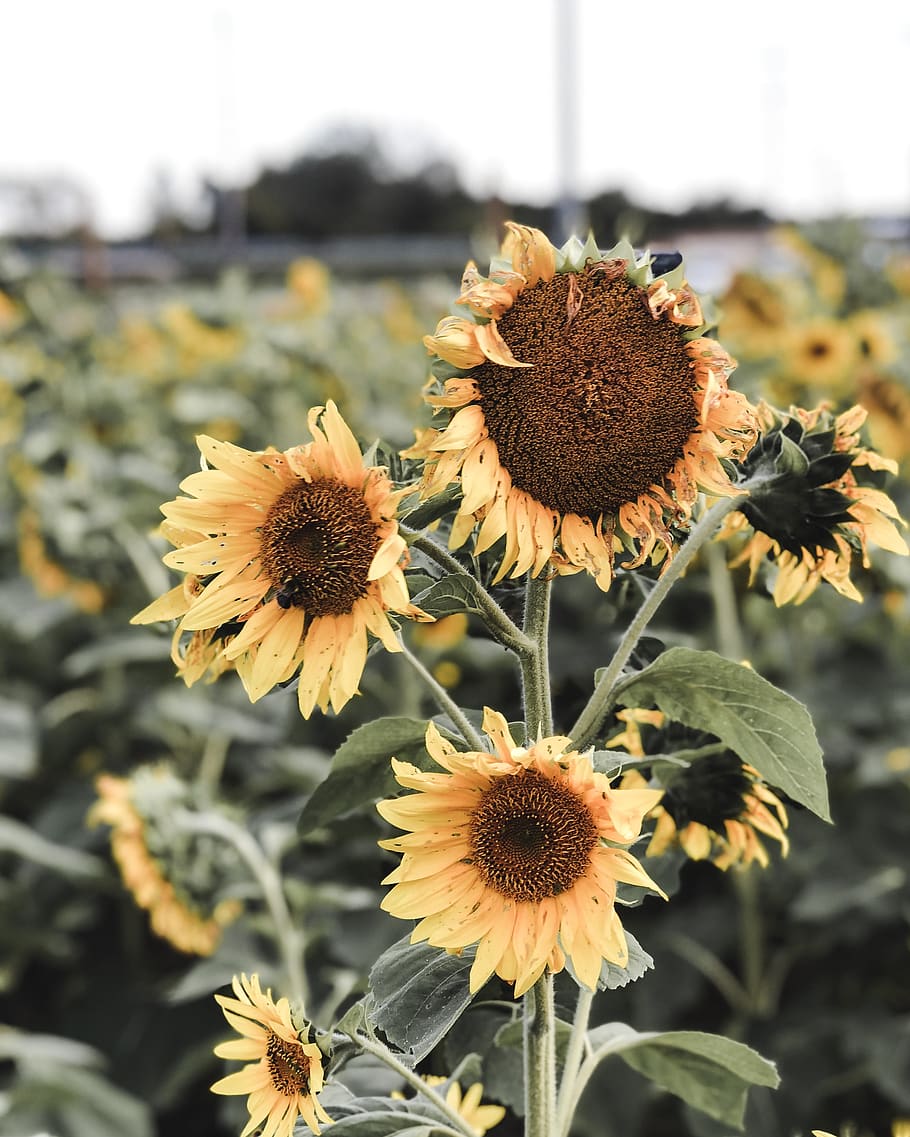 sunflowers at bloom, plant, blossom, daisy, daisies, asteraceae HD wallpaper