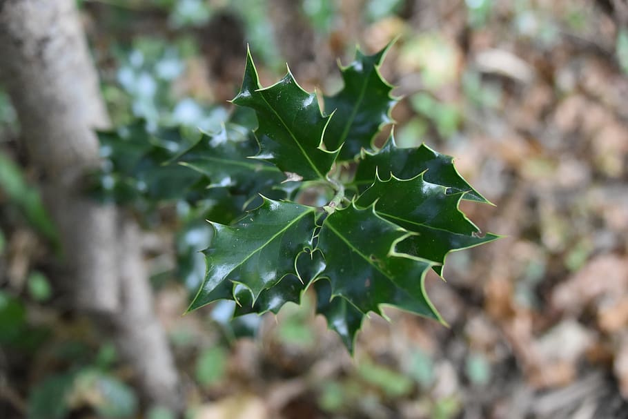 holly, forest, nature, plant, growth, leaf, plant part, green color HD wallpaper