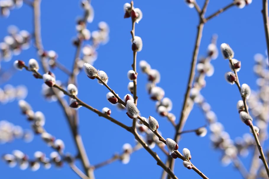willow, cats, flowering, blooming, spring, branch, nature, plant HD wallpaper