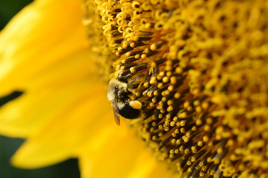 sunflower, bee, bumble bee, pollen, yellow, nature, insect HD wallpaper