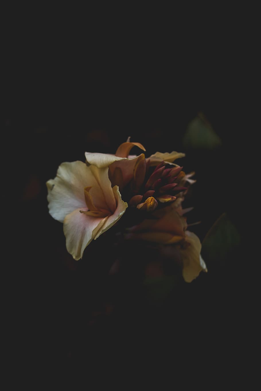 flowering plant, petal, freshness, fragility, vulnerability HD wallpaper