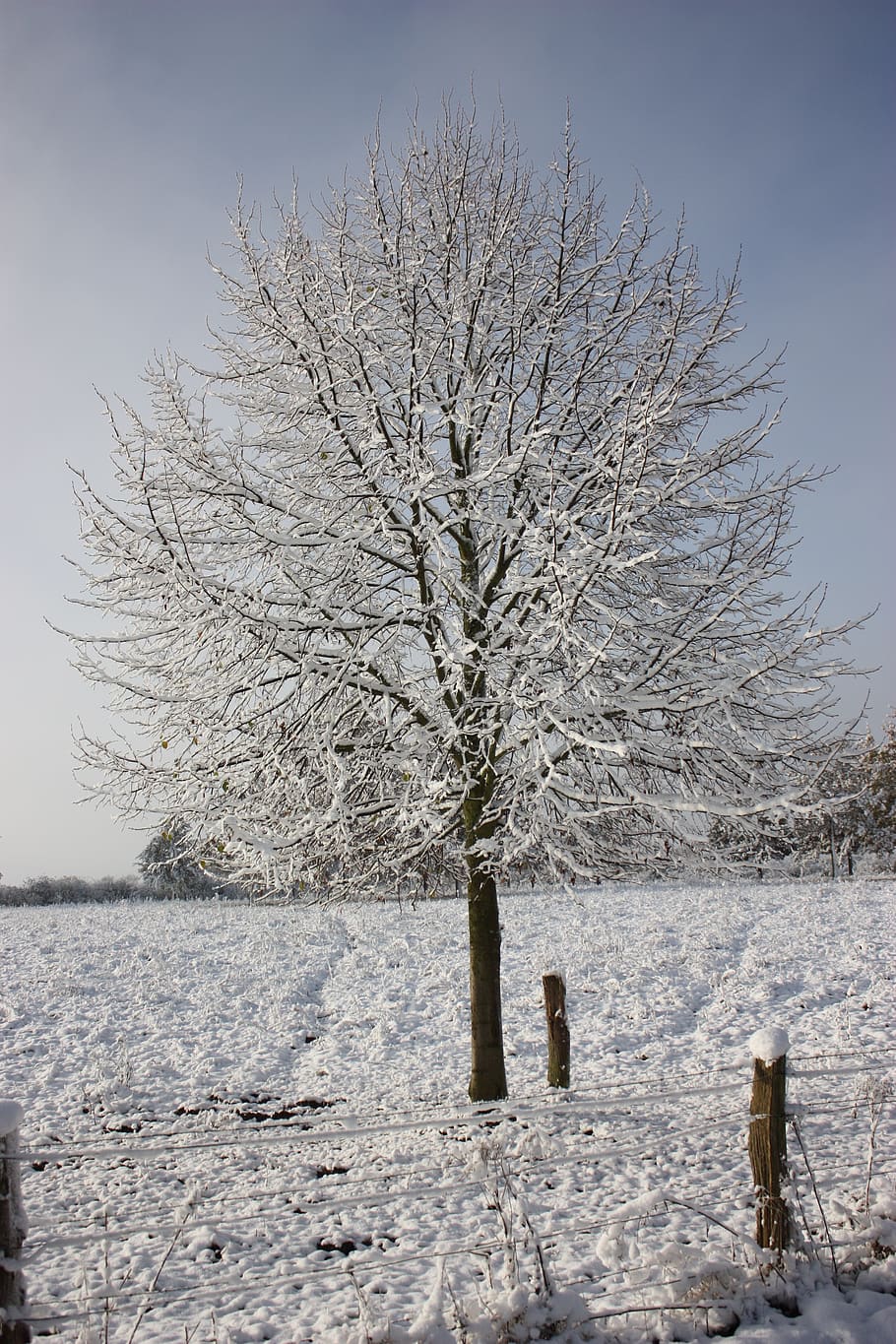 winter picture, winter tree, snow, wintry, winter dream, snow magic HD wallpaper