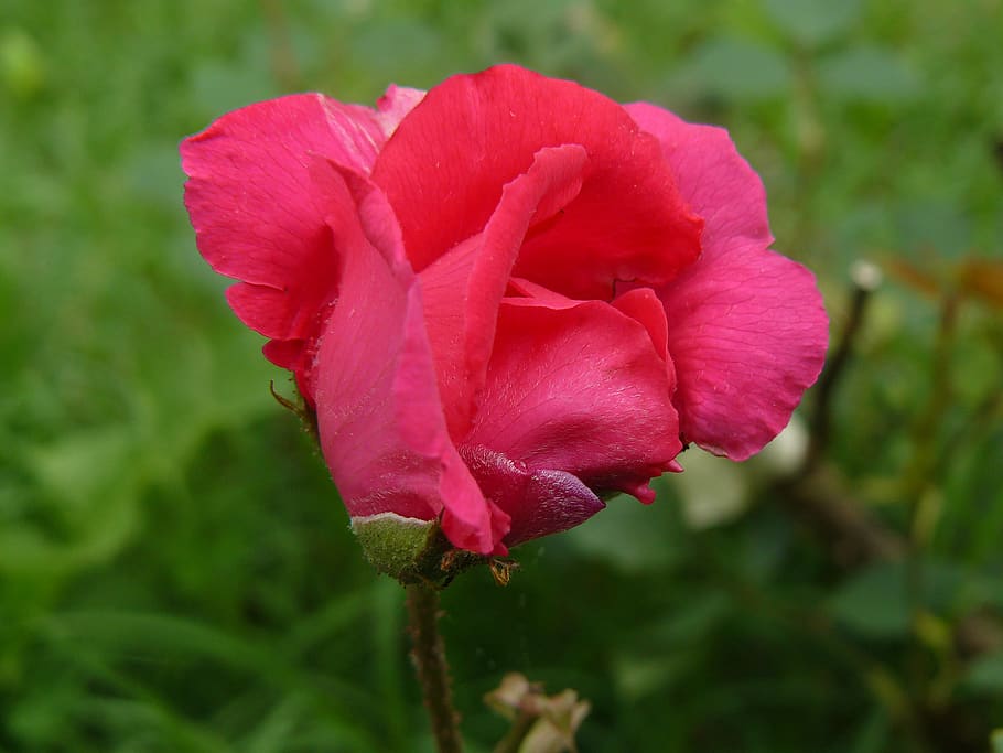 rose, flower, red, bloom, garden, summer, nature, blossom, petals HD wallpaper