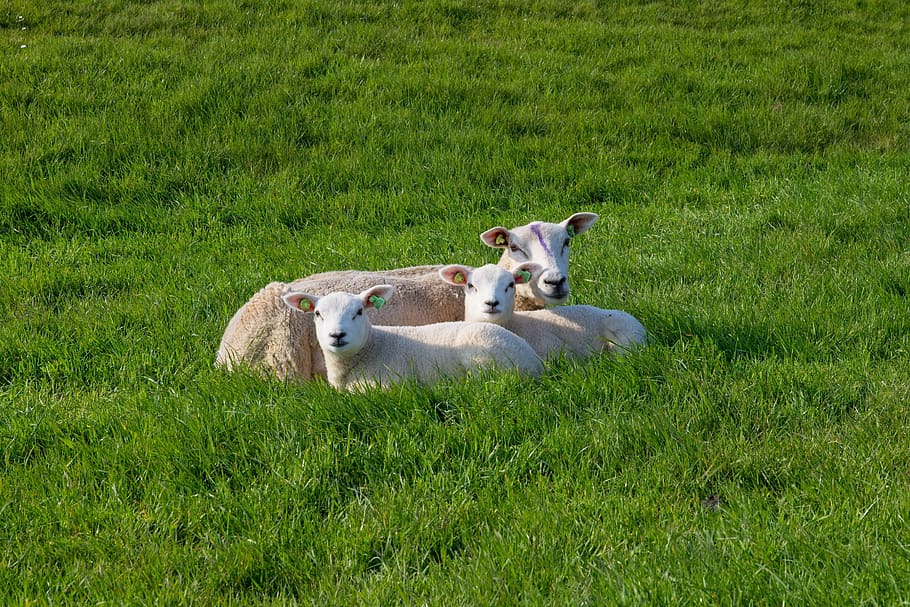 sheep, white, black, lamb, wool, cattle, animals, herd, meadow HD wallpaper
