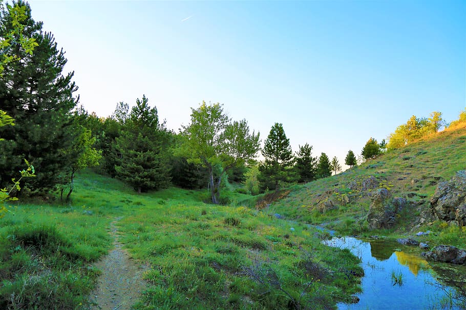 Лес местность. Лес Амур. Rural Forest.