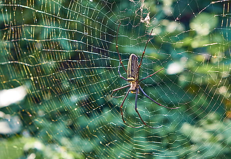brown spider, taiwan, invertebrate, insect, arachnid, taipei HD wallpaper