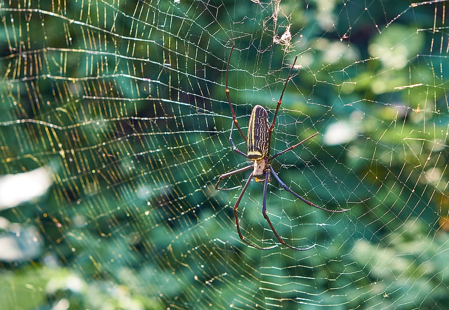 brown spider, taiwan, invertebrate, insect, arachnid, taipei HD wallpaper
